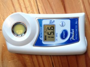 とうもろこし　糖度　15度